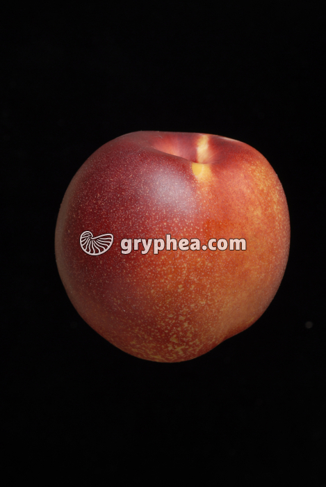 Nectarine - gryphea.com